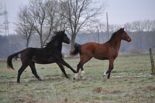 Großrahmiger, typvoller Allrounder, Kerstin Rehbehn (Pferdemarketing Ost), Horses For Sale, Nienburg, Image 4