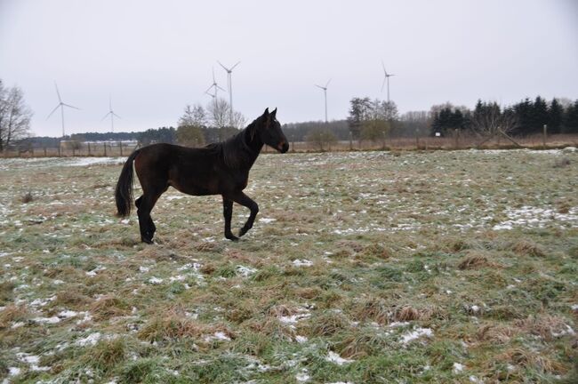 Großrahmiger, typvoller Allrounder, Kerstin Rehbehn (Pferdemarketing Ost), Horses For Sale, Nienburg, Image 11