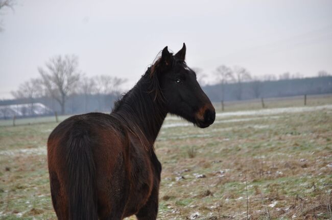 Großrahmiger, typvoller Allrounder, Kerstin Rehbehn (Pferdemarketing Ost), Horses For Sale, Nienburg, Image 19