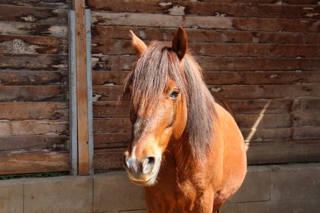 Toller Huzulenwallach, Petra Richter , Horses For Sale, Brunn/Gebirge, Image 2