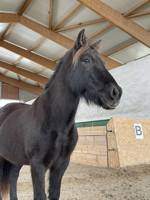 Toller Isländer, Daniela, Horses For Sale, Königstein , Image 2