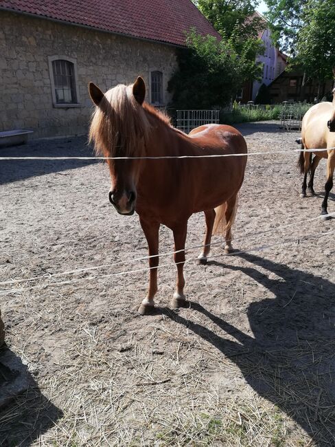 Tolle Isländer Stute, Bettina Müller , Horses For Sale, Salzhemmendorf , Image 4