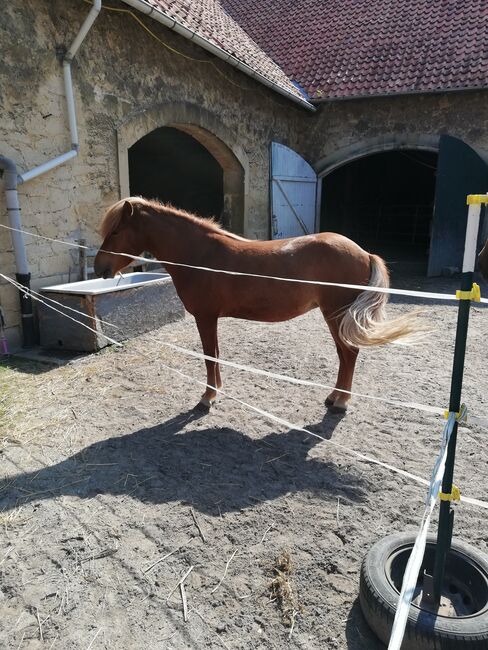 Tolle Isländer Stute, Bettina Müller , Horses For Sale, Salzhemmendorf , Image 5