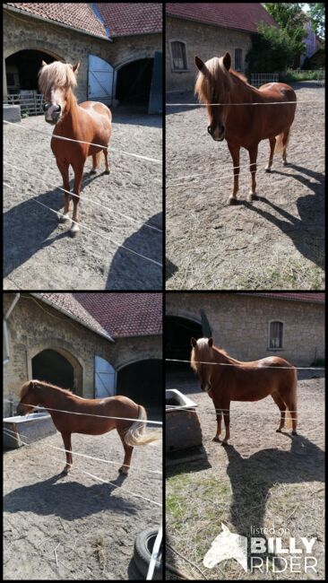 Tolle Isländer Stute, Bettina Müller , Horses For Sale, Salzhemmendorf , Image 6