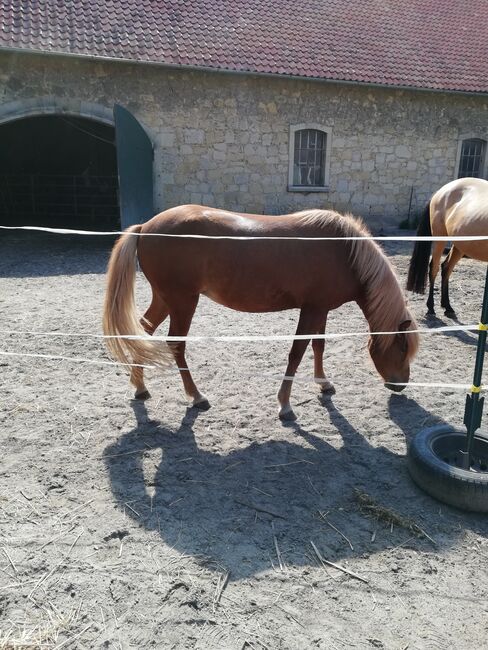 Tolle Isländer Stute, Bettina Müller , Horses For Sale, Salzhemmendorf , Image 2