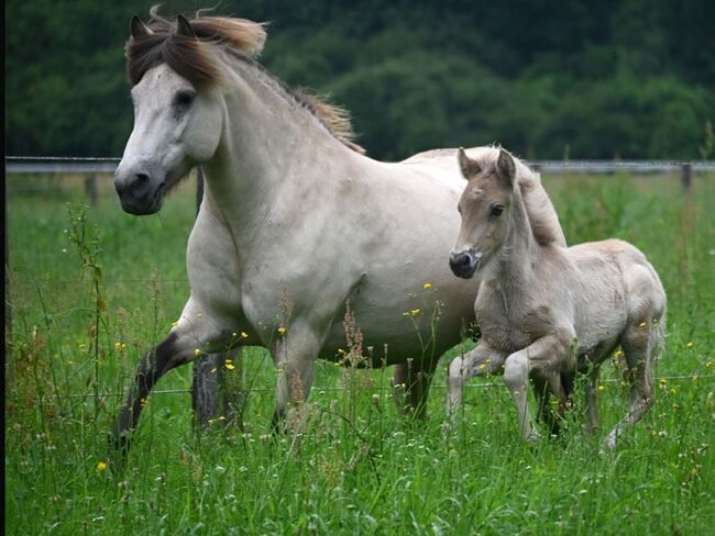 Tolle Isländerstute (optional mit Stutfohlen), Julia , Horses For Sale, Wöllersdorf 