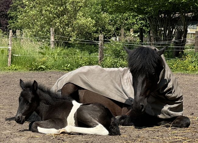 Große hübsche Islandstute Rappe Islandpferd, S., Horses For Sale, Neustadt am Rübenberge, Image 8