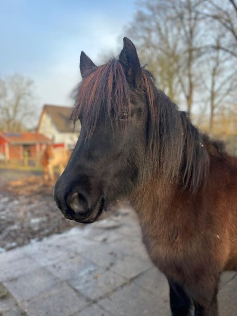 Große hübsche Islandstute Rappe Islandpferd, S., Horses For Sale, Neustadt am Rübenberge, Image 2