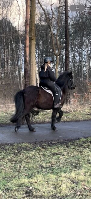 Große hübsche Islandstute Rappe Islandpferd, S., Horses For Sale, Neustadt am Rübenberge, Image 7