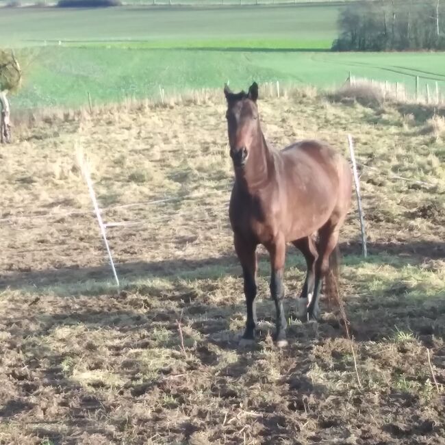 Tolle Beistellerstute Niederländisches Warmblut sucht Endplatz, Vanessa S. , Horses For Sale, Calden