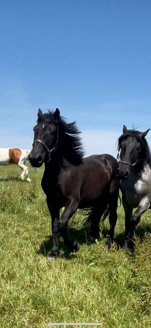 Großer Noriker sucht dringend ein Zuhause, Katharina Lehmann (Pferdevermittlung Leus), Horses For Sale, Indersdorf