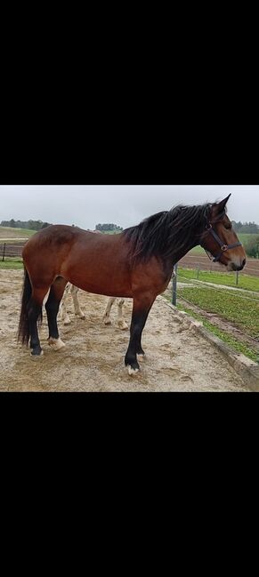 Tolle Norikerstute, Kaser, Horses For Sale, Höhnhart, Image 2