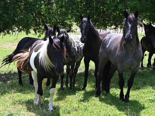 Toller Noriker Rappscheck Stute, Manuela KUBNY , Horses For Sale, Küßnach , Image 3