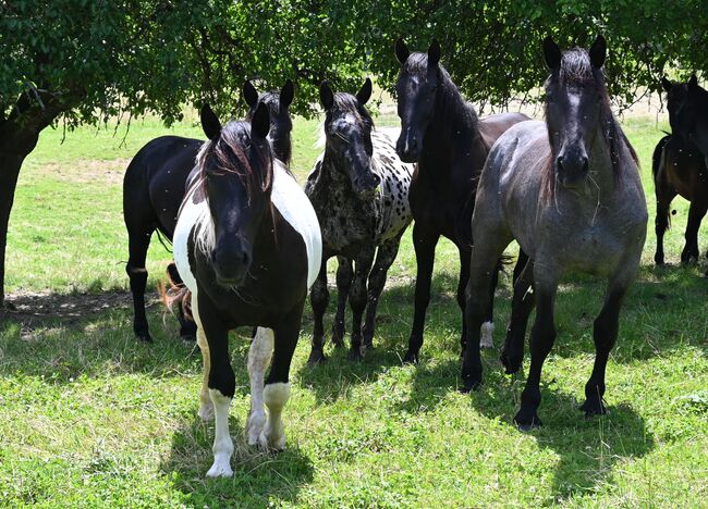 Toller Noriker Rappscheck Stute, Manuela KUBNY , Horses For Sale, Küßnach , Image 4
