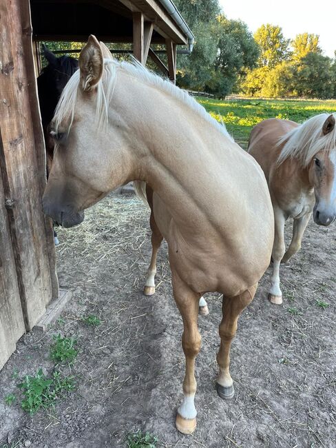 toller Paint Horse Hengst in palomino, Kerstin Rehbehn (Pferdemarketing Ost), Horses For Sale, Nienburg, Image 11