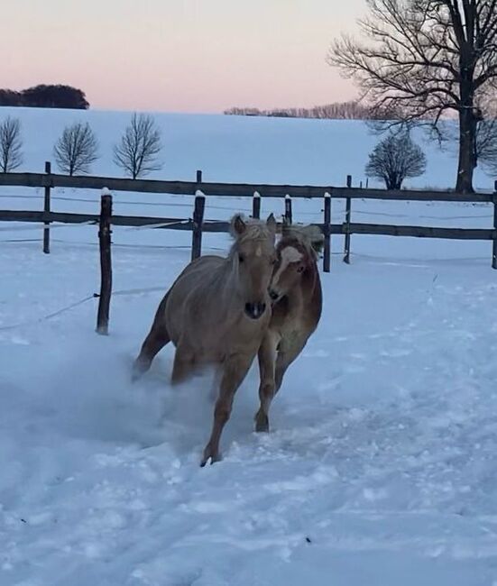 toller Paint Horse Hengst in palomino, Kerstin Rehbehn (Pferdemarketing Ost), Horses For Sale, Nienburg, Image 10