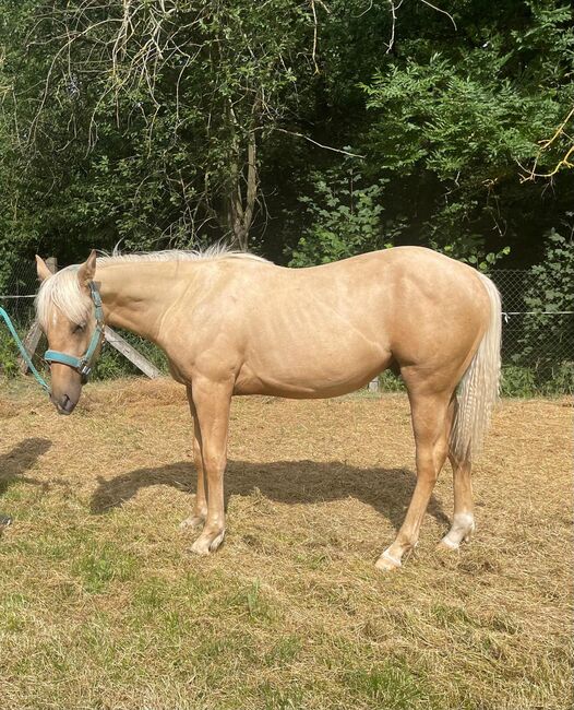 toller Paint Horse Hengst in palomino, Kerstin Rehbehn (Pferdemarketing Ost), Horses For Sale, Nienburg, Image 3