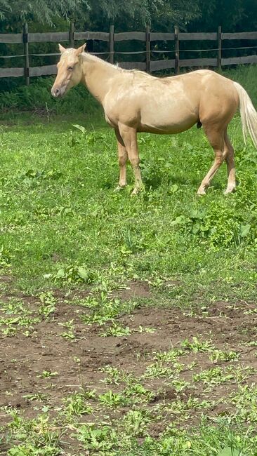 toller Paint Horse Hengst in palomino, Kerstin Rehbehn (Pferdemarketing Ost), Horses For Sale, Nienburg, Image 6