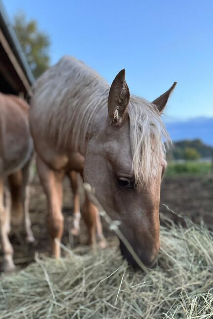 toller Paint Horse Hengst in palomino, Kerstin Rehbehn (Pferdemarketing Ost), Horses For Sale, Nienburg, Image 2