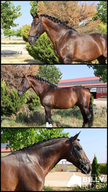 Grosser PRE bereits getüvt, ISPA - Iberische Sportpferde Agentur (ISPA - Iberische Sportpferde Agentur), Horses For Sale, Bedburg, Image 4