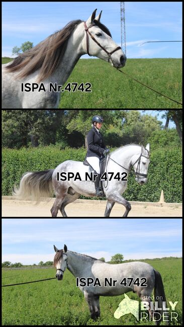 Toller PRE Hengst mit langer Mähne, ISPA - Iberische Sportpferde Agentur (ISPA - Iberische Sportpferde Agentur), Horses For Sale, Bedburg, Image 4