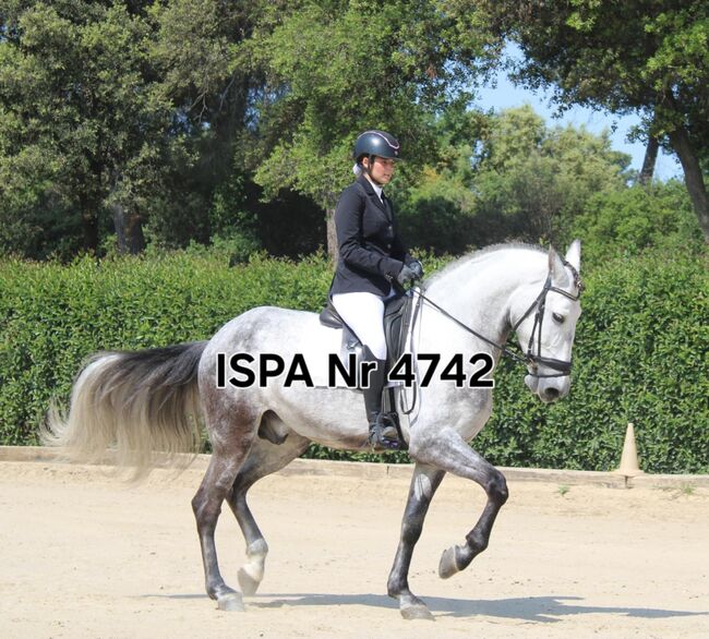 Toller PRE Hengst mit langer Mähne, ISPA - Iberische Sportpferde Agentur (ISPA - Iberische Sportpferde Agentur), Horses For Sale, Bedburg, Image 2