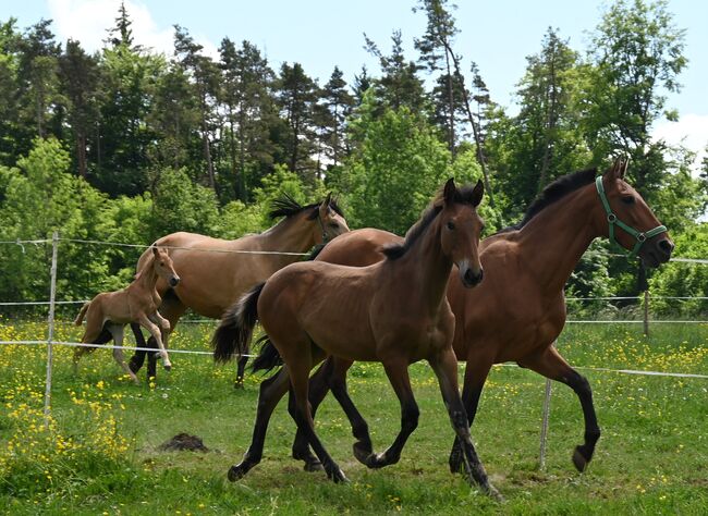 Grosse PRE Jährling Stute sehr gute GGA, Manuela KUBNY , Horses For Sale, Küßnach , Image 9