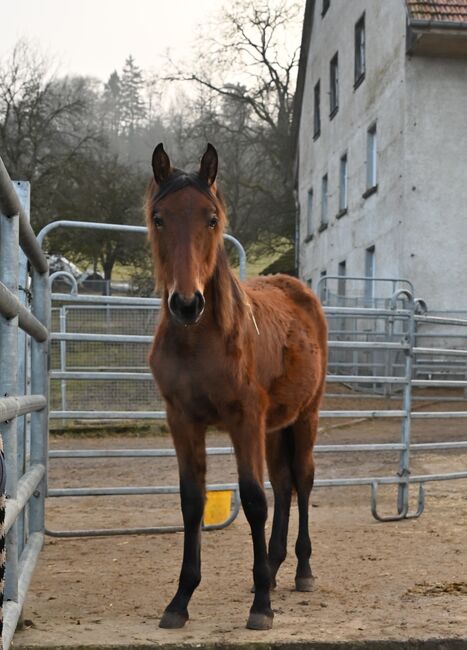Grosse PRE Jährling Stute sehr gute GGA, Manuela KUBNY , Horses For Sale, Küßnach 
