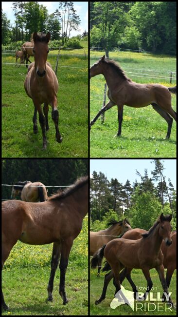 Grosse PRE Jährling Stute sehr gute GGA, Manuela KUBNY , Horses For Sale, Küßnach , Image 10