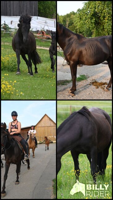 Toller PRE Rapp Stute sehr brav, Manuela KUBNY , Horses For Sale, Küßnach , Image 7