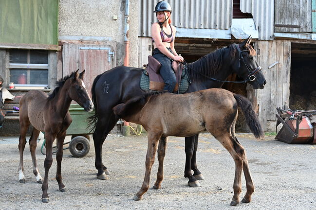 Toller PRE Rapp Stute sehr brav, Manuela KUBNY , Horses For Sale, Küßnach , Image 2