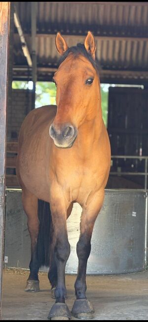 Toller QH Wallach mit Western-Ausbildung sucht erfahrenen Reiter, Kerstin Rehbehn (Pferdemarketing Ost), Horses For Sale, Nienburg