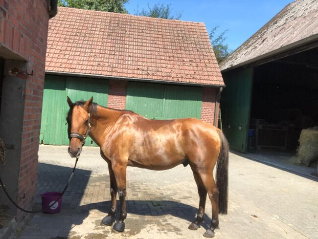 Toller QH Wallach mit Western-Ausbildung sucht erfahrenen Reiter, Kerstin Rehbehn (Pferdemarketing Ost), Horses For Sale, Nienburg, Image 2