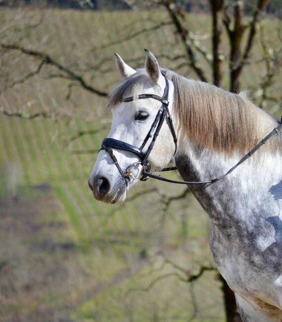 Grosser, rittiger PRE Wallach, ISPA - Iberische Sportpferde Agentur (ISPA - Iberische Sportpferde Agentur), Horses For Sale, Bedburg, Image 3