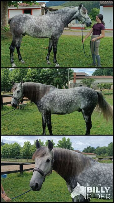 Grosser, rittiger PRE Wallach, ISPA - Iberische Sportpferde Agentur (ISPA - Iberische Sportpferde Agentur), Horses For Sale, Bedburg, Image 4