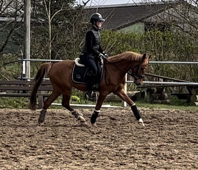 Toller Reitpony Wallach sucht neuen Wirkungskreis, Jule Möller, Horses For Sale, Bohmstedt , Image 5