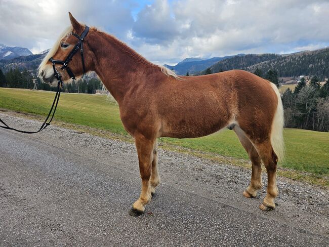 Großer Wallach mit guten Grundgangarten sucht seinen Lebensplatz!, Karina, Horses For Sale, Wienerbruck, Image 2