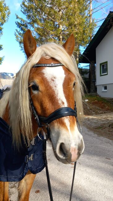 Großer Wallach mit guten Grundgangarten sucht seinen Lebensplatz!, Karina, Horses For Sale, Wienerbruck, Image 3