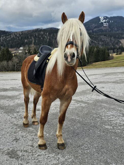 Großer Wallach mit guten Grundgangarten sucht seinen Lebensplatz!, Karina, Horses For Sale, Wienerbruck