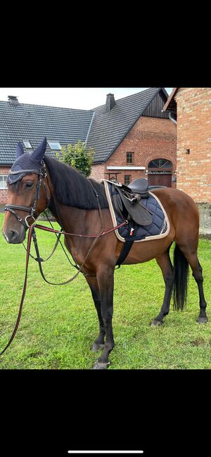 Tolle Spanierin, Neva, Horses For Sale, Büren