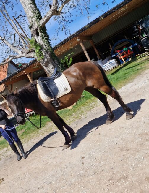 Große sportliche Huzule, Djuric Sabine , Horses For Sale, Pichling bei Köflach 