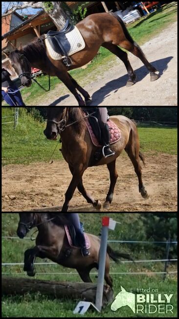 Große sportliche Huzule, Djuric Sabine , Horses For Sale, Pichling bei Köflach , Image 4