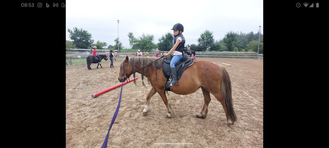 Tolle Tinkermix Stute  ( Platz vor Preis ), Julia Spahn , Horses For Sale, Arlewatt