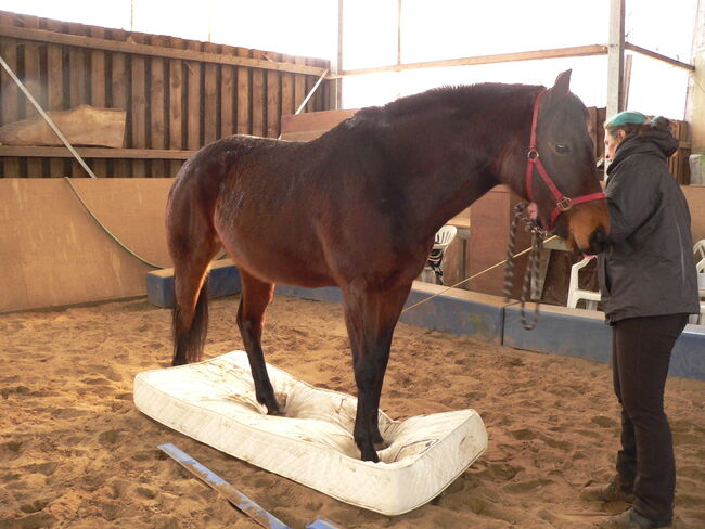 Tolle Vollblutstute sucht neue Herausforderung, Sandra Sommerfeld, Horses For Sale, Hoppegarten, Image 8