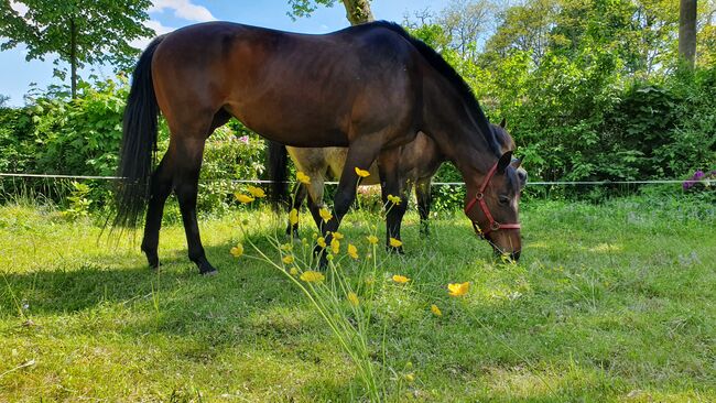 Tolle Vollblutstute sucht neue Herausforderung, Sandra Sommerfeld, Horses For Sale, Hoppegarten