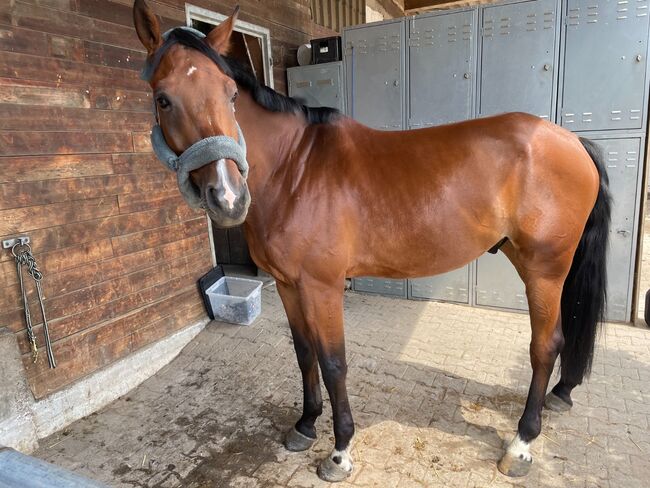 Toller Westfale sucht neues Zuhause als Freizeitpartner, Pferdevermittlung Leus (Pferdevermittlung Leus ), Horses For Sale, Rätzlingen, Image 3