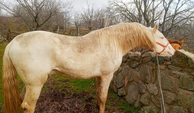 Grullo Junghengst mit toller Bewegung, Post-Your-Horse.com (Caballoria S.L.), Horses For Sale, Rafelguaraf, Image 6