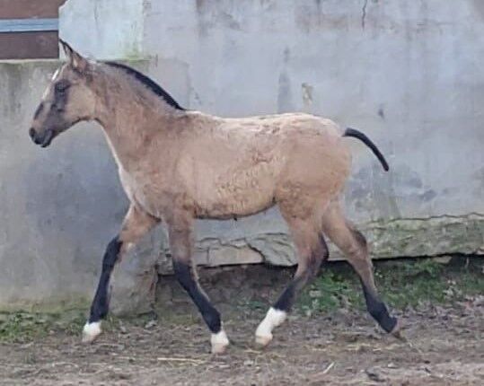 Grullo Junghengst mit toller Bewegung, Post-Your-Horse.com (Caballoria S.L.), Horses For Sale, Rafelguaraf