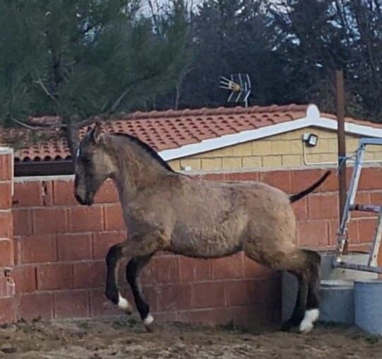 Grullo Junghengst mit toller Bewegung, Post-Your-Horse.com (Caballoria S.L.), Pferd kaufen, Rafelguaraf, Abbildung 3