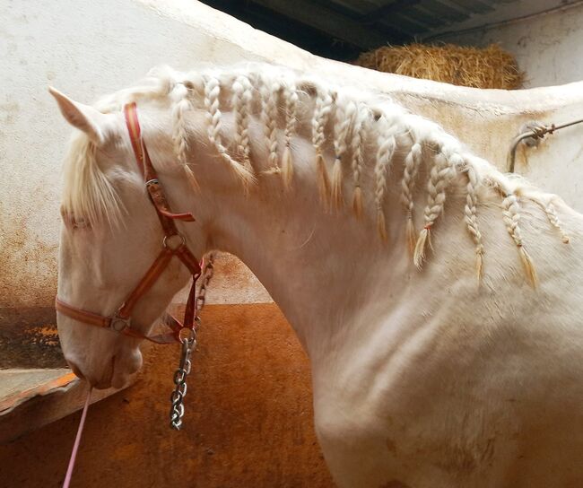 Grullo Junghengst mit toller Bewegung, Post-Your-Horse.com (Caballoria S.L.), Pferd kaufen, Rafelguaraf, Abbildung 7